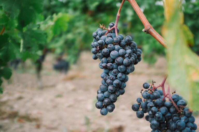 grapes, fruits