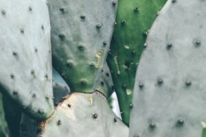 Nopal Cactus, plant