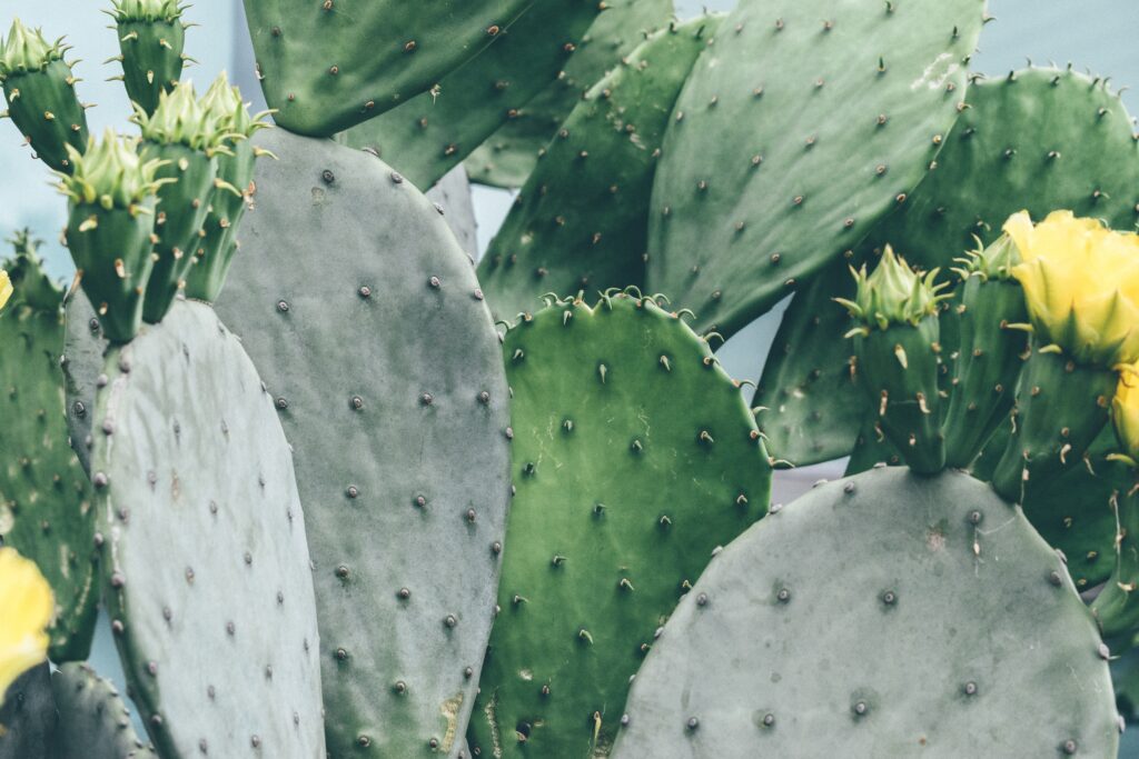 Nopal Cactus, plant