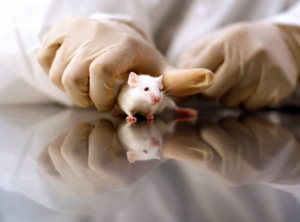 animal testing, lab