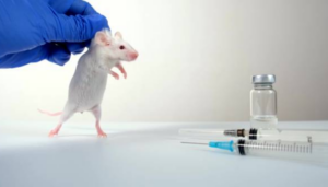 animal testing, mouse