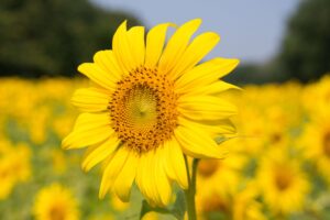sunflower, flower