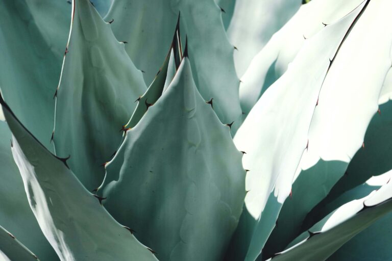 Aloe vera, skincare