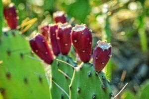 Prickly Pear, plant