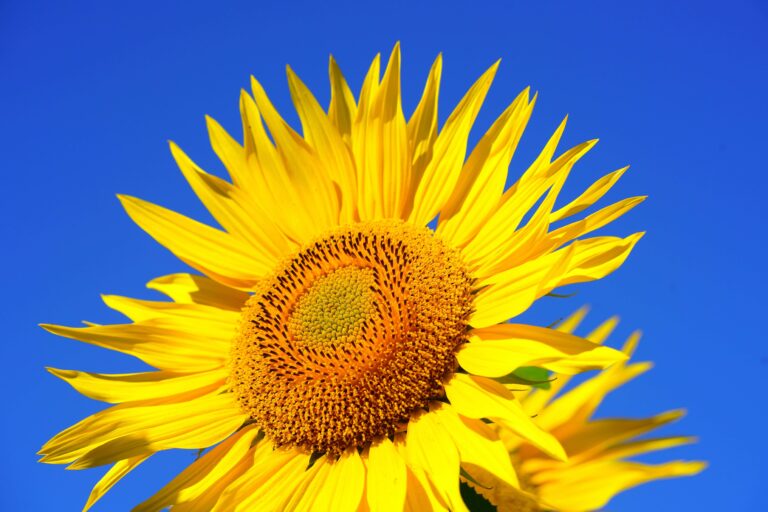 Sunflower, flower