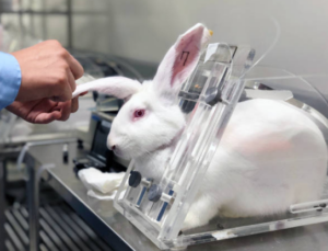 Rabbit, animal testing