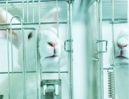 Rabbit, animal testing