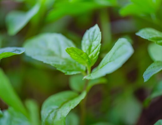 Peppermint, herbs