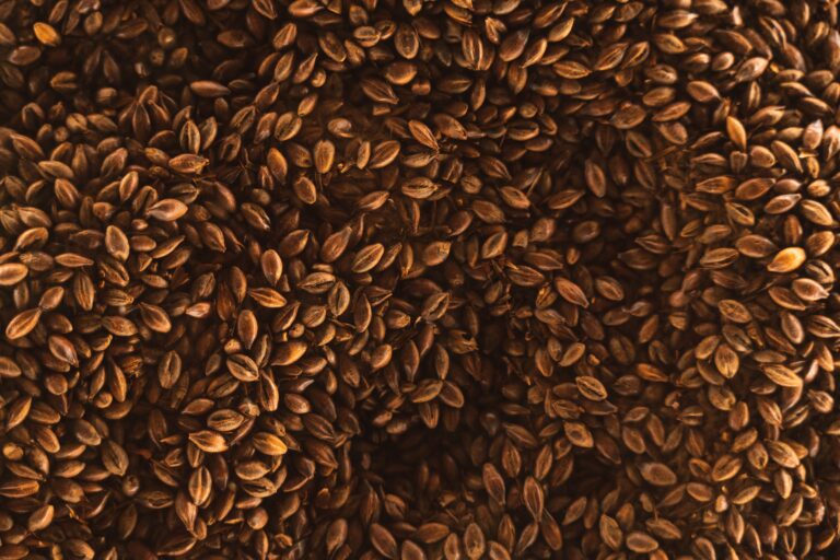 Flaxseed, seed