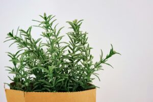 rosemary, plant