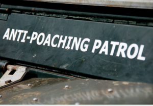 Poaching, elephant