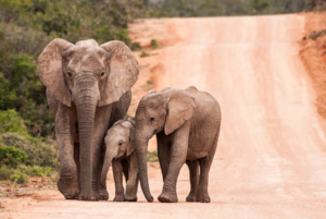 Poaching, elephant