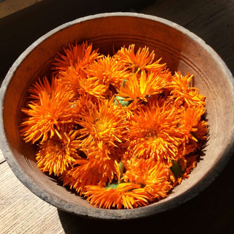 Calendula, flower