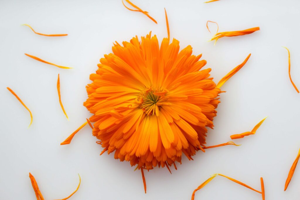 Calendula, herbal