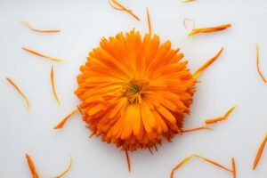 Calendula, flower