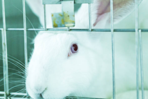 Rabbits, lab