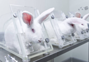 Rabbits , lab