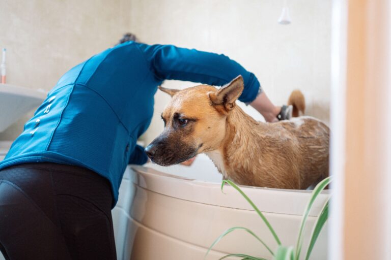 dog, shower