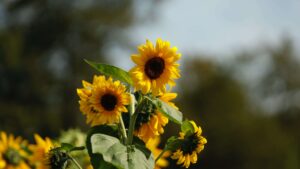 Sunflower, flower