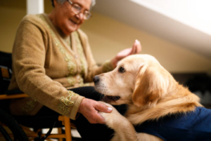 Therapy Dog, dog