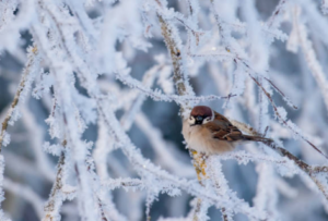 nature, winter, bird