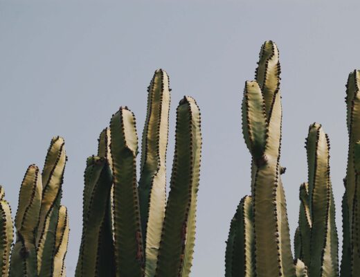 Cactus, Plant