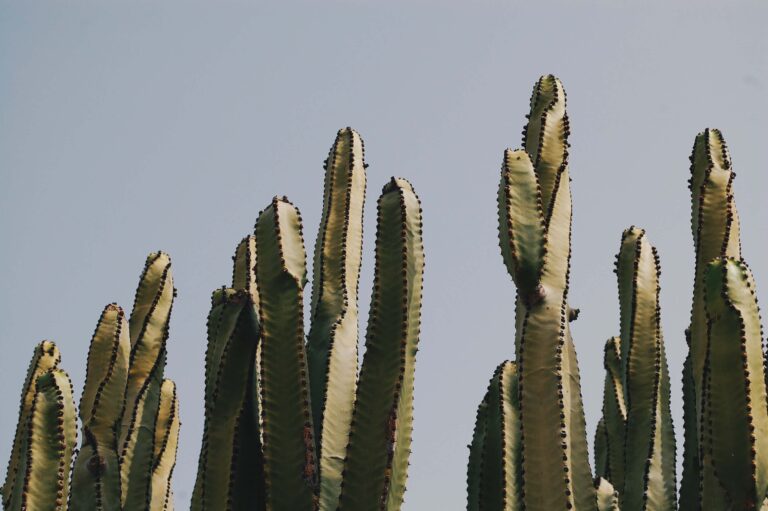 Cactus, Plant