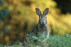 rabbit, animal testing