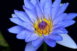 blue lotus, flower