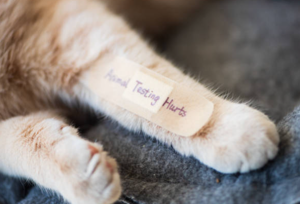 The Ethics of Animal Testing: Necessary Evil or Outdated Practice ...