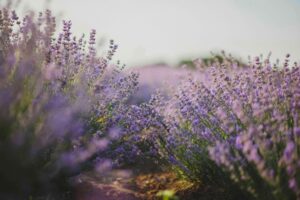 Lavender, plants