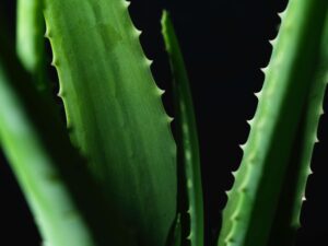 Aloe vera, plant