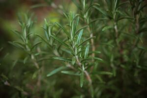 Rosemary, plant