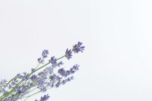 Lavender, flower