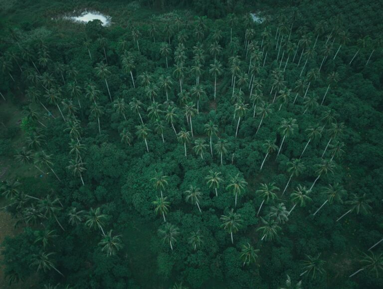 rainforest, nature