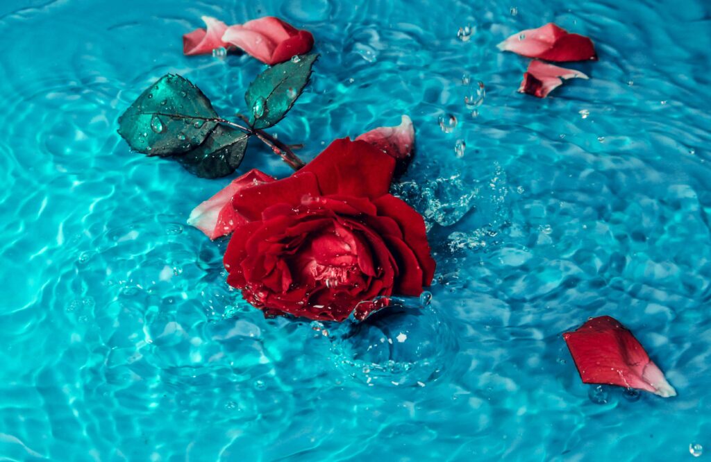 rose, water