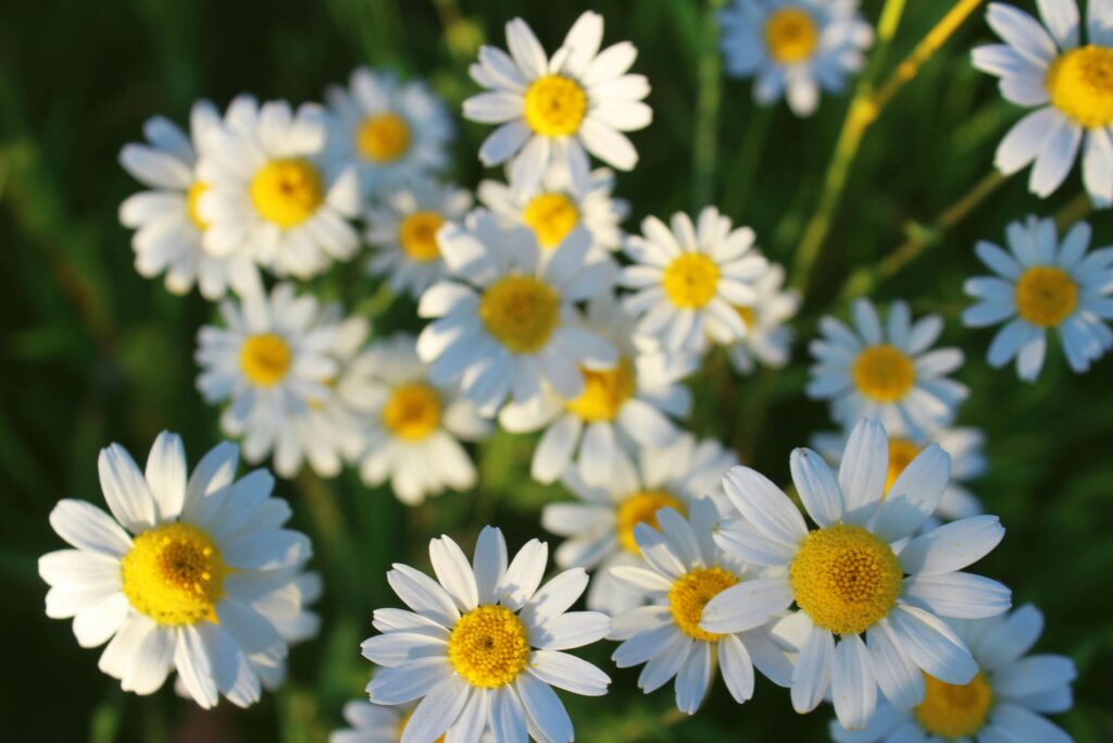 Chamomile, flower