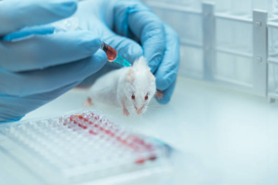 The Ethical Dilemma of Animal Testing in Cosmetics - Free Bunni