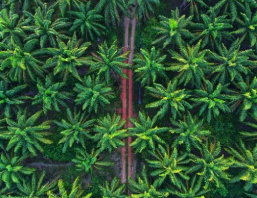 palm oil, florest