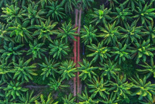 palm oil, florest