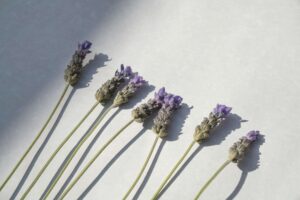 lavender, botanicals